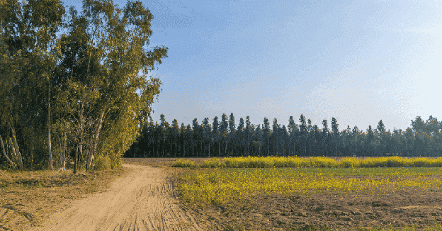 NRI Property Disputes in Punjab Legal Solutions